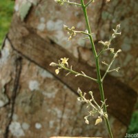 Hevea brasiliensis (Willd. ex A.Juss.) Müll.Arg.